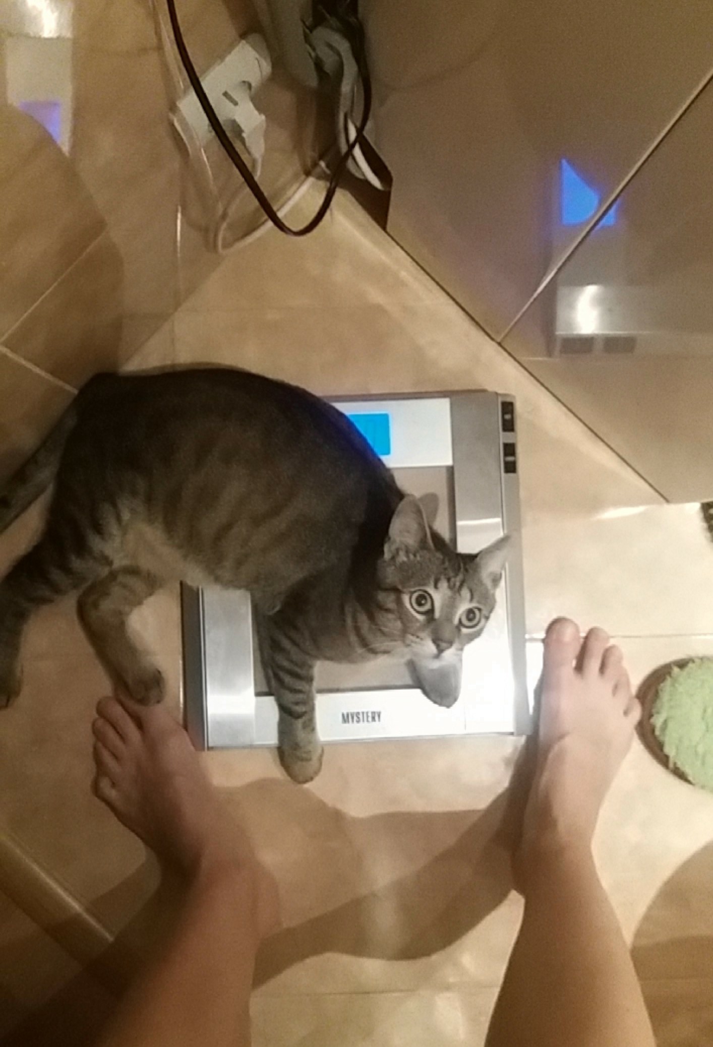 When you try to weigh yourself in the morning, and the cat says: don't! - My, cat, scales