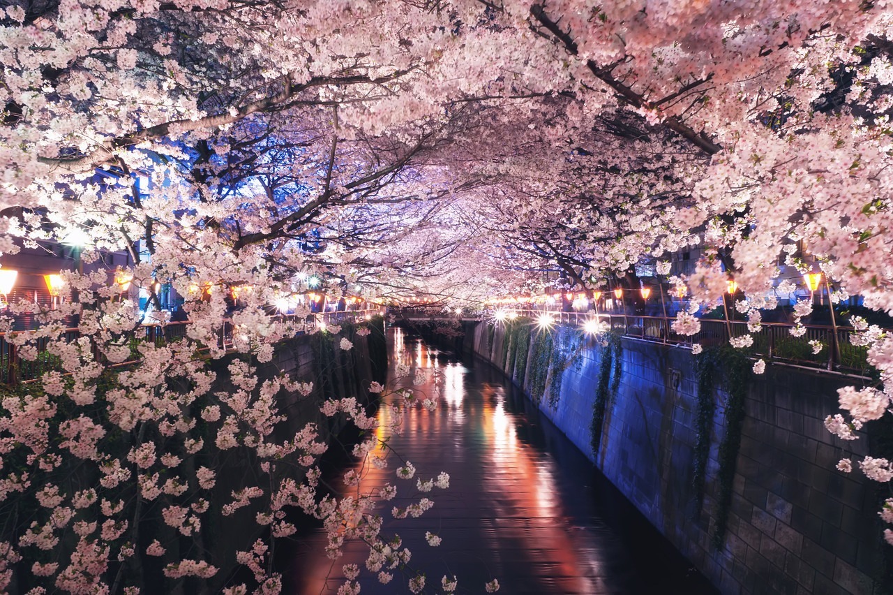 Meguro - a river dotted with sakura - Japan, Tokyo, Sakura, Flowers, The photo, Unusual, Beautiful, Longpost