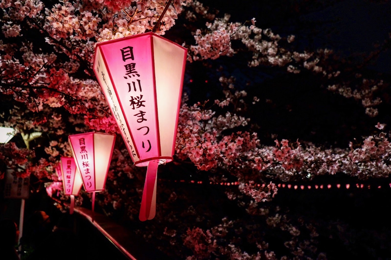 Meguro - a river dotted with sakura - Japan, Tokyo, Sakura, Flowers, The photo, Unusual, Beautiful, Longpost