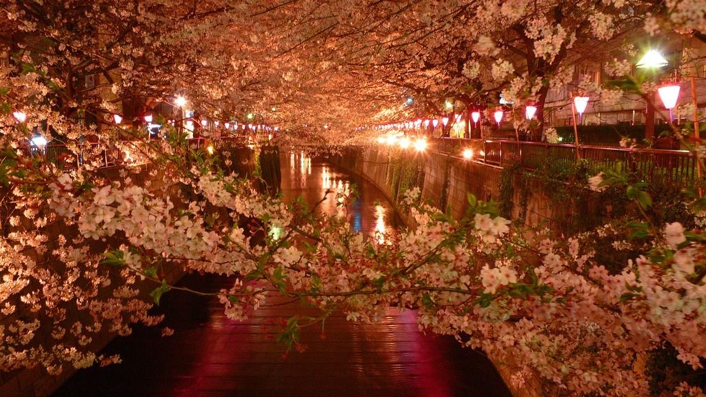 Meguro - a river dotted with sakura - Japan, Tokyo, Sakura, Flowers, The photo, Unusual, Beautiful, Longpost