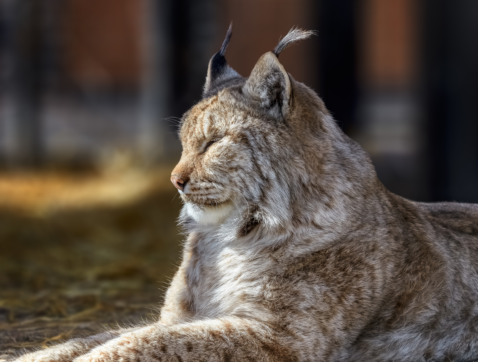 When you dream of the warm sands of Elsweyr. - The national geographic, Lynx, Khajiit, The photo, Skyrim