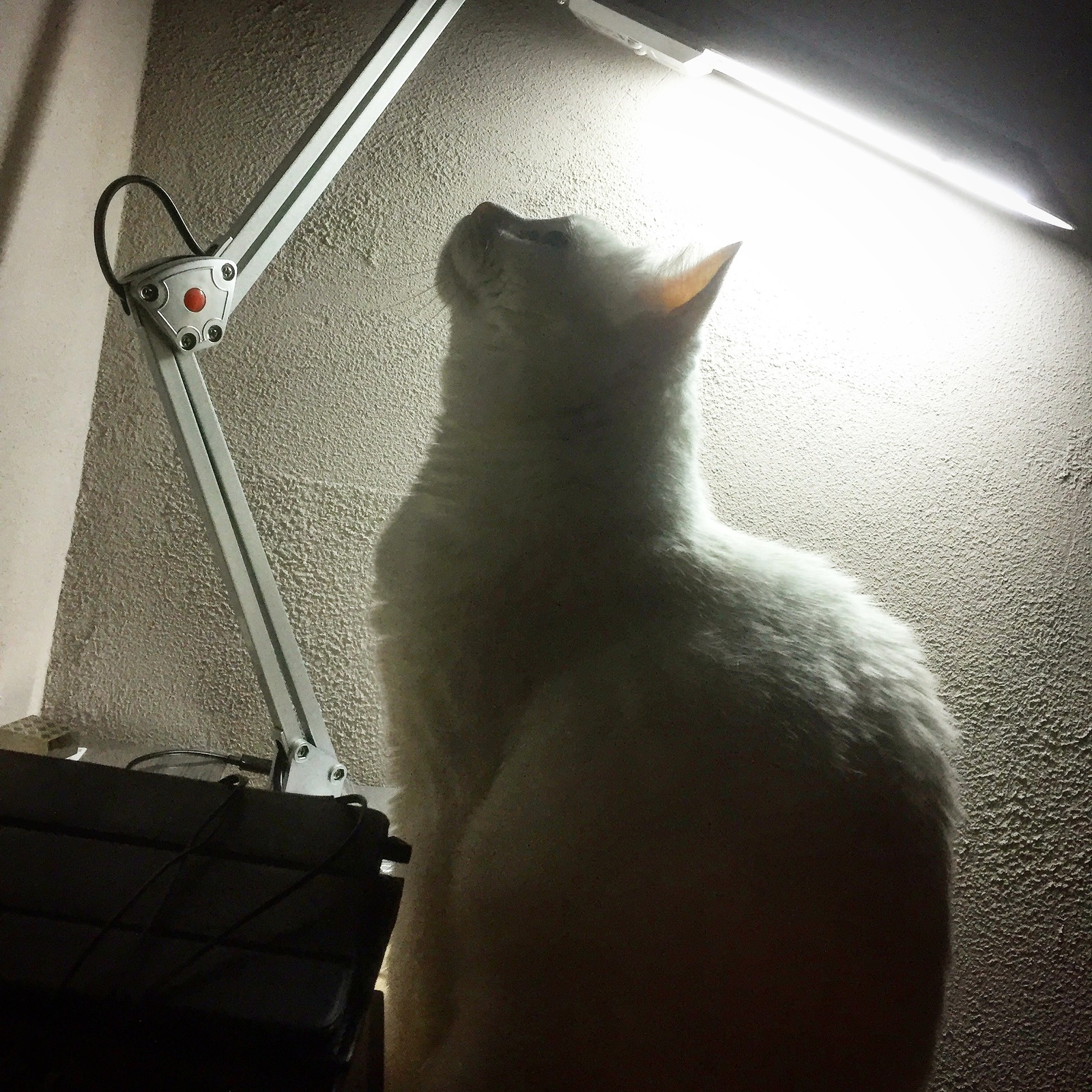 Cat with lamp - My, cat, Cat with lamp, Tambov