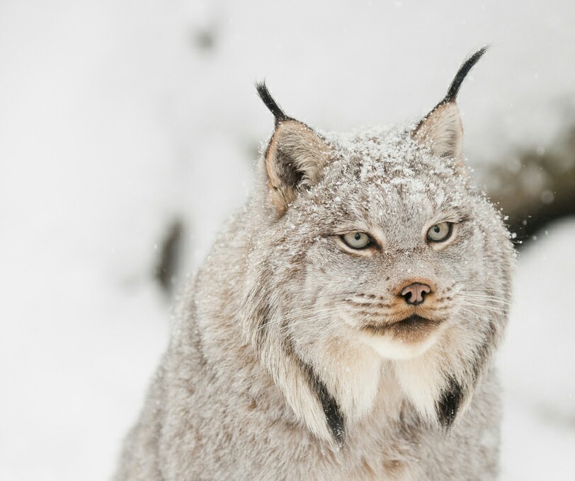 Canadian lynx - Lynx, Animals, Milota, Winter, Paws, cat