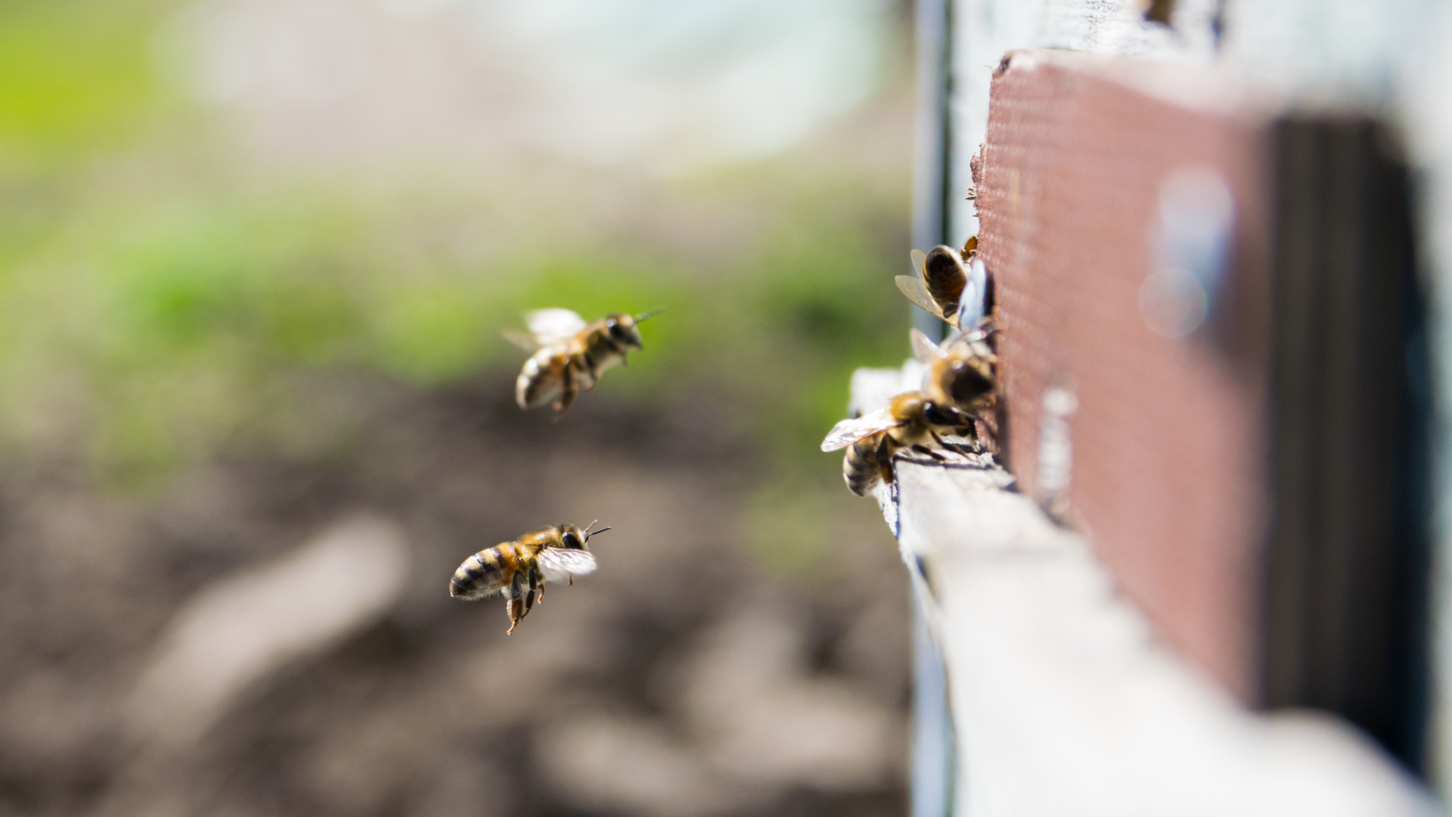 Bees - My, The photo, Bees, Insects, Hymenoptera, Arthropods, Eukaryotes, Nikon, Animals, Longpost