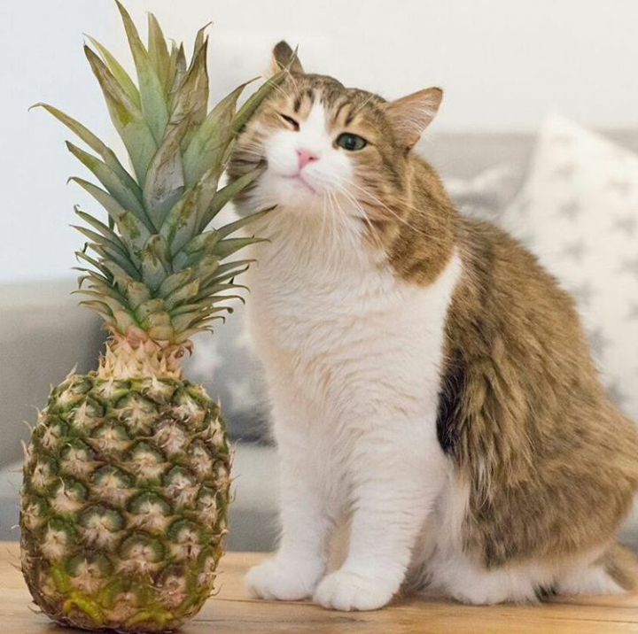 Introduction to pineapple - cat, A pineapple, Acquaintance, First meeting, Pets, Catomafia, Milota, , Longpost