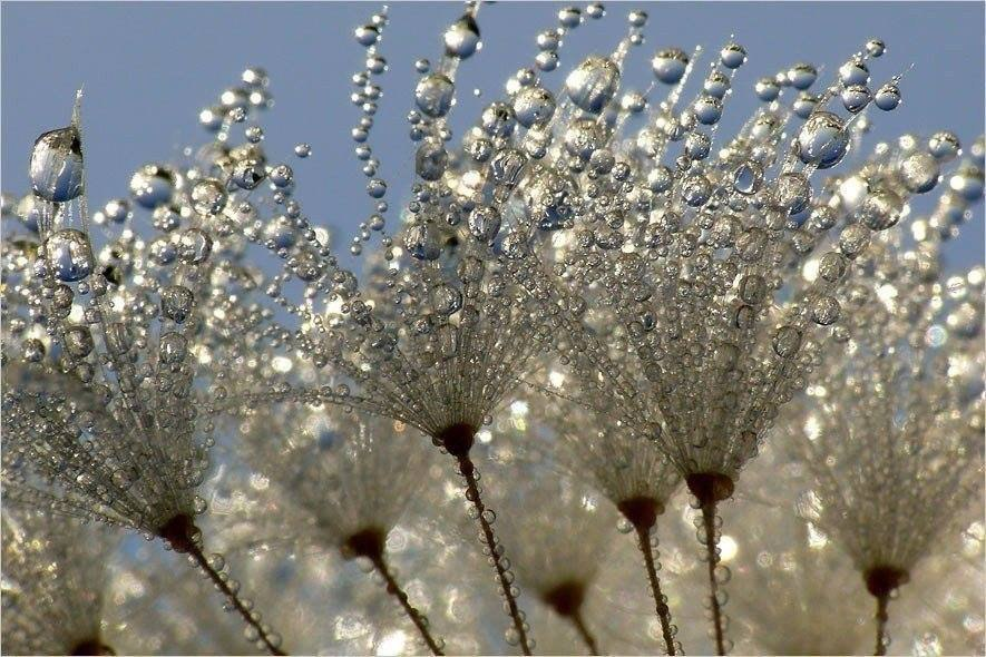 morning dew in summer - The photo, Dew, Macro photography, Closeup, Plants