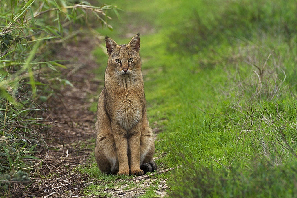 Reed cat or marsh lynx. - Jungle cat, cat, Cat family, Predator, Animals, , , Text, Longpost, Predatory animals