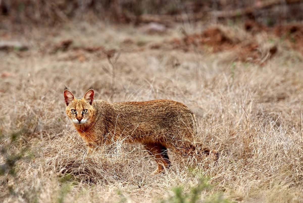 Reed cat or marsh lynx. - Jungle cat, cat, Cat family, Predator, Animals, , , Text, Longpost, Predatory animals