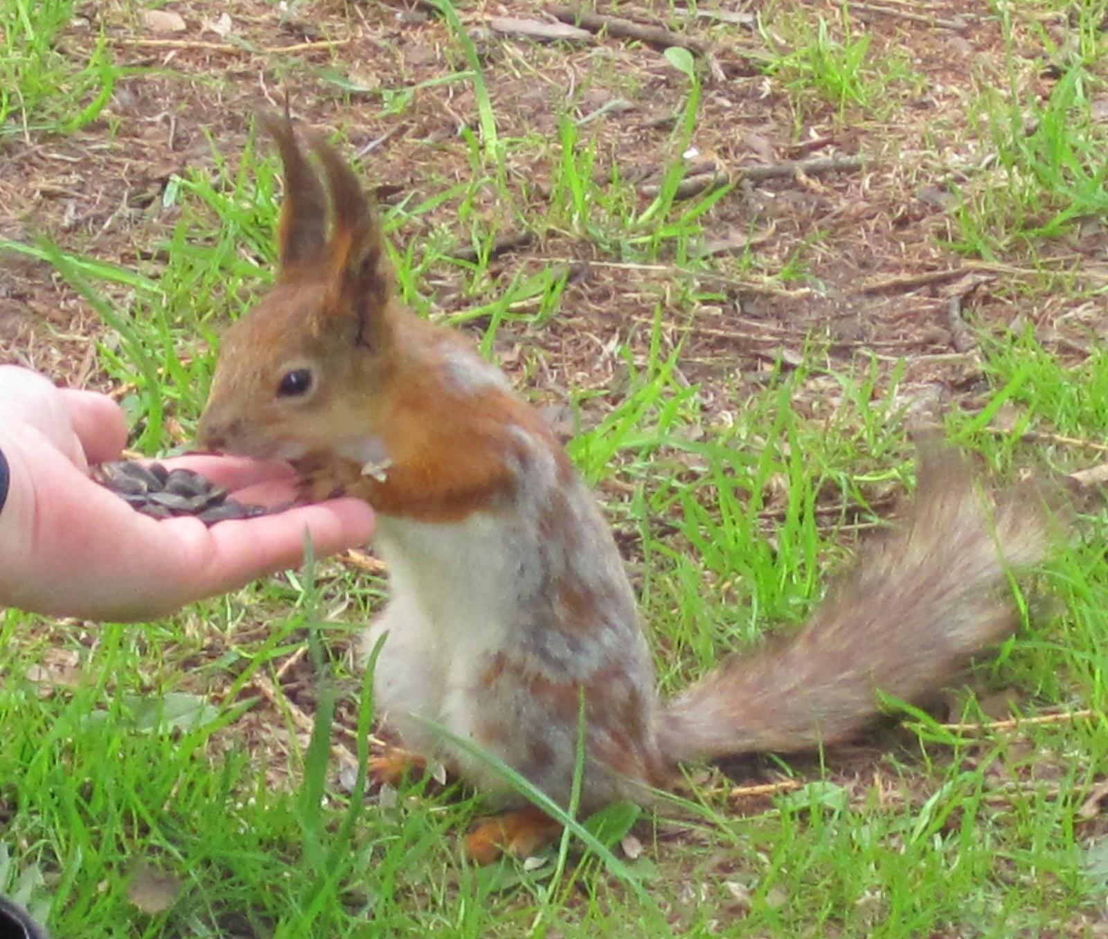 Watch out squirrels! - My, Elagin Island, Squirrel, Carefully, Longpost