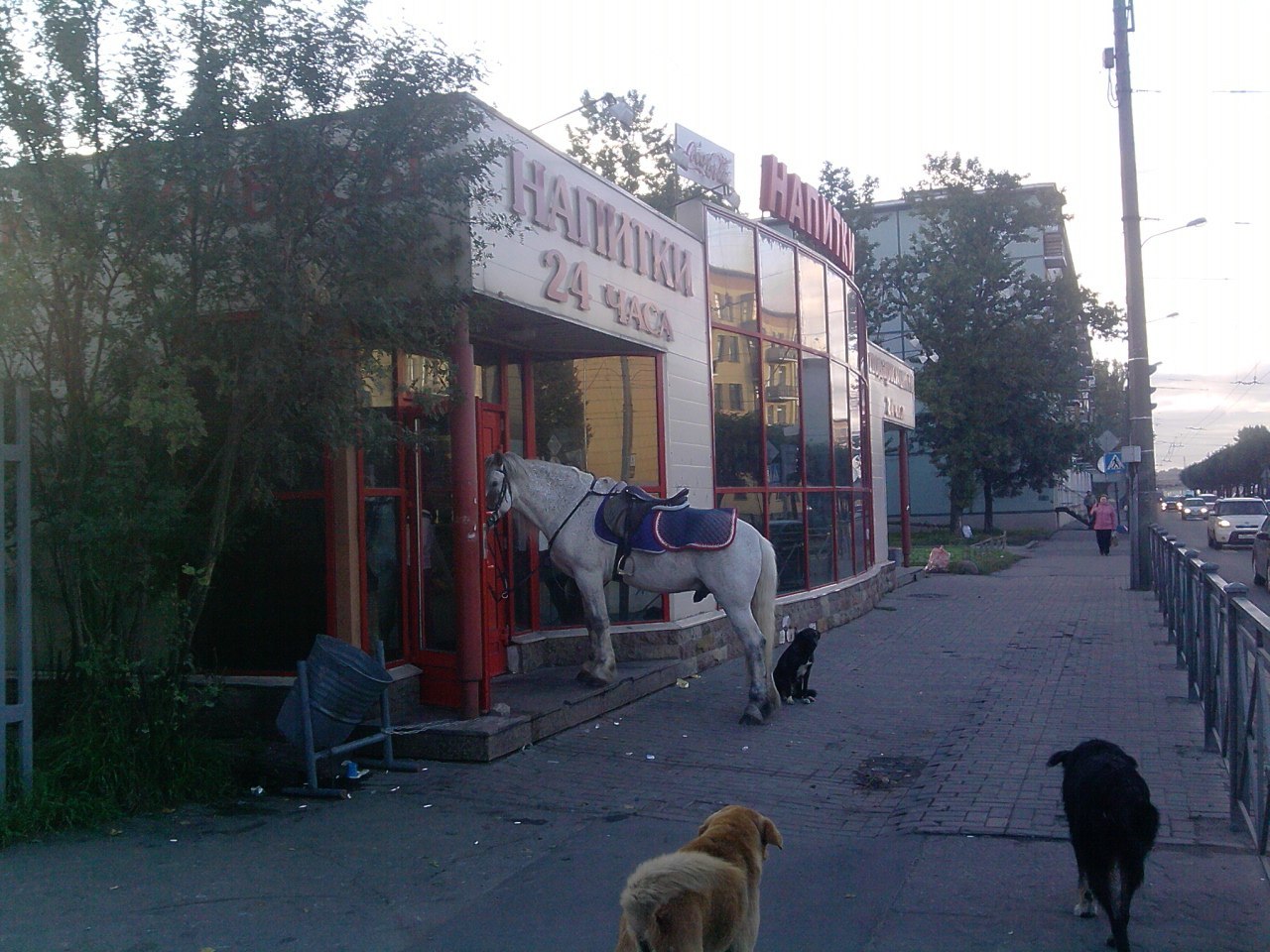 7-30 am - My, Morning, Saint Petersburg, Animals