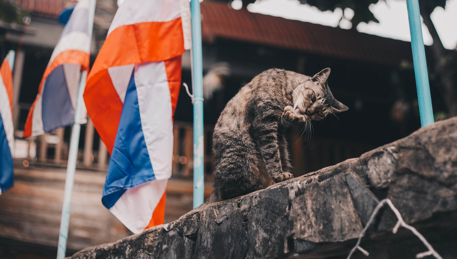 Thai cat reacts to ks-ks with sharpenings - My, cat, Gopniks