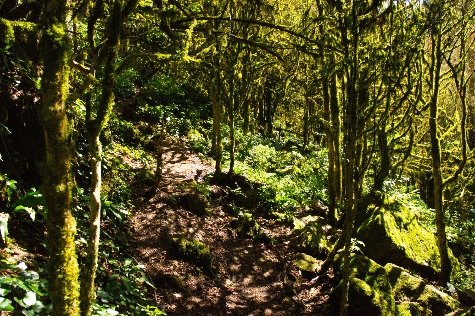 Guam Gorge. Lagonaki Highlands - My, The photo, Guam gorge, , Longpost