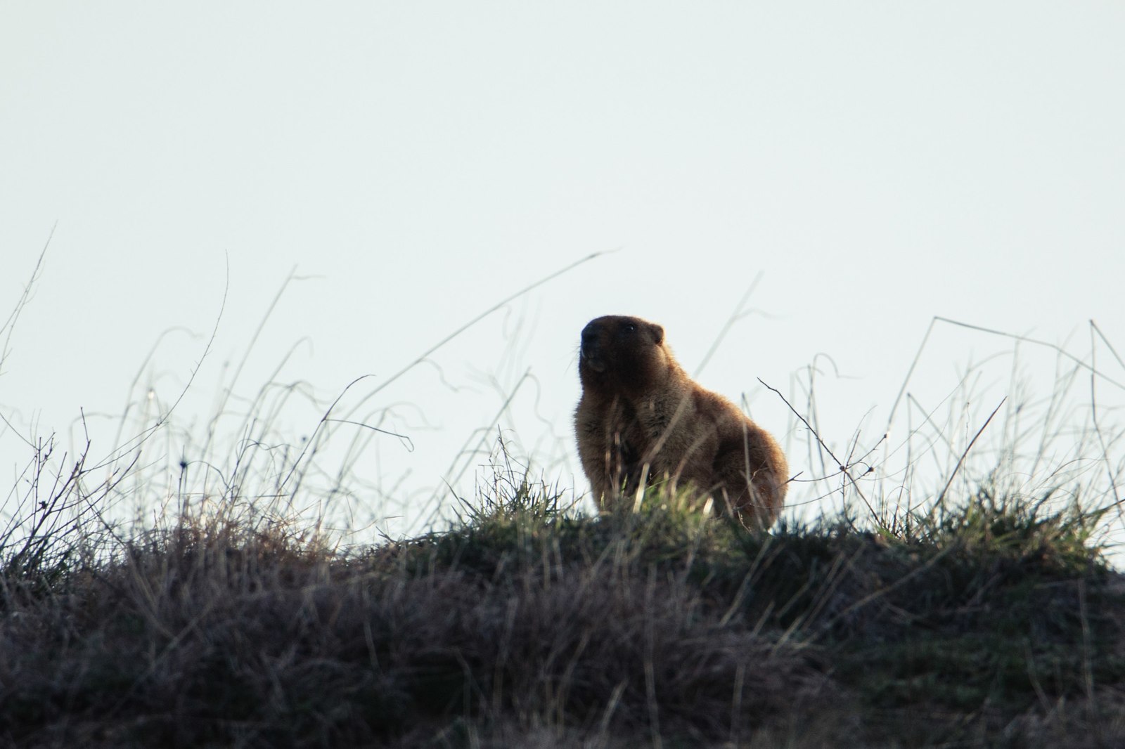 Field meeting - My, My, Nature, Animals, Longpost