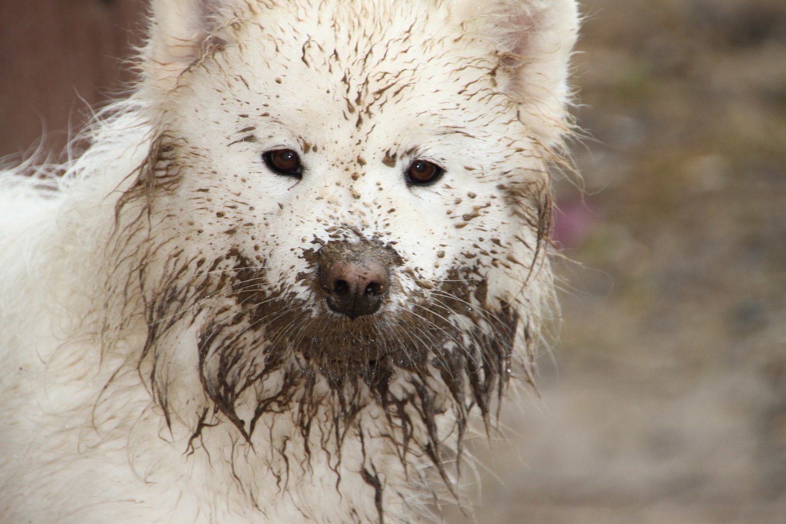 Decorates the dog's beard - Samoyed, , Filthy, Dog