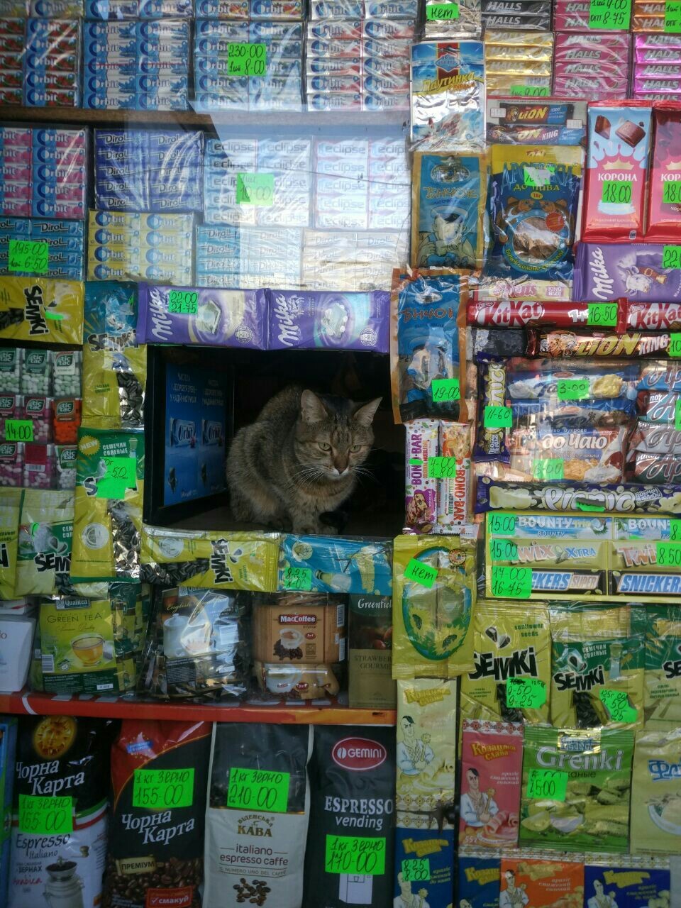 Bread merchant - My, cat, , , Khajiit, Don't eat, Ponder, Longpost, Trade