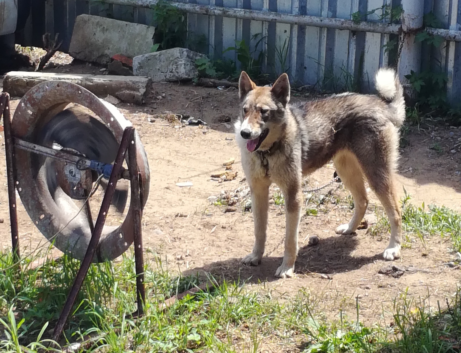 Caring for the sidekick - My, Dog, Climate Control, Bliss