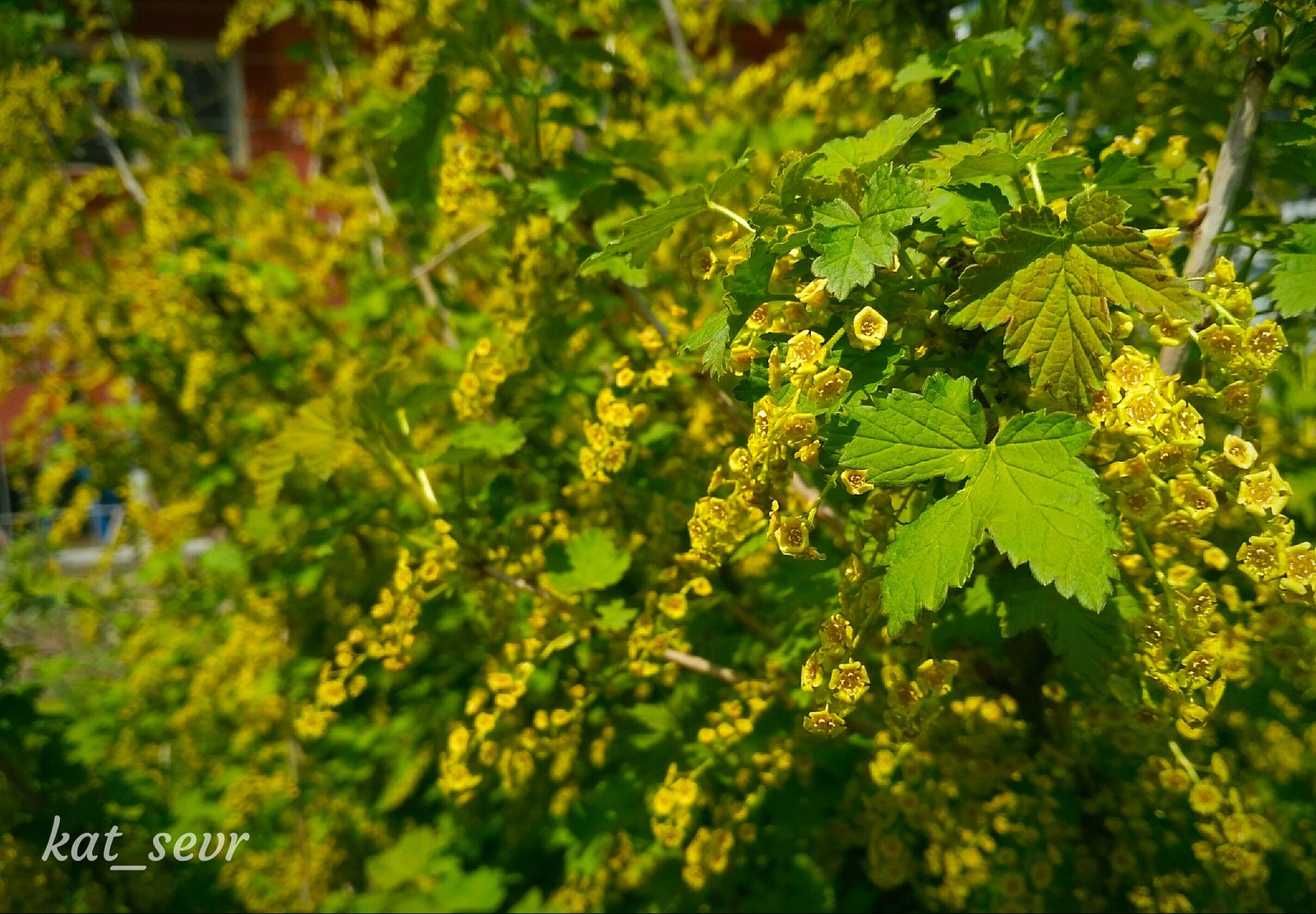 spring bloom - My, Spring, Currant, Bloom