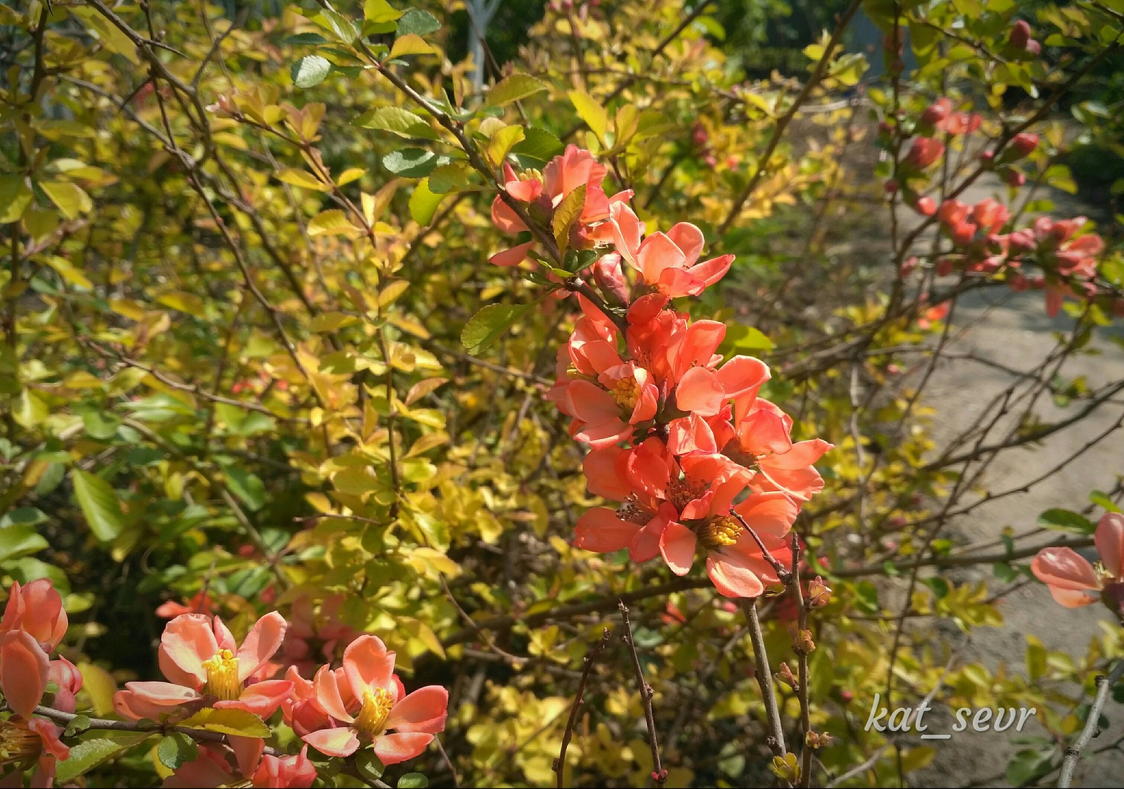 spring bloom - My, Spring, Currant, Bloom