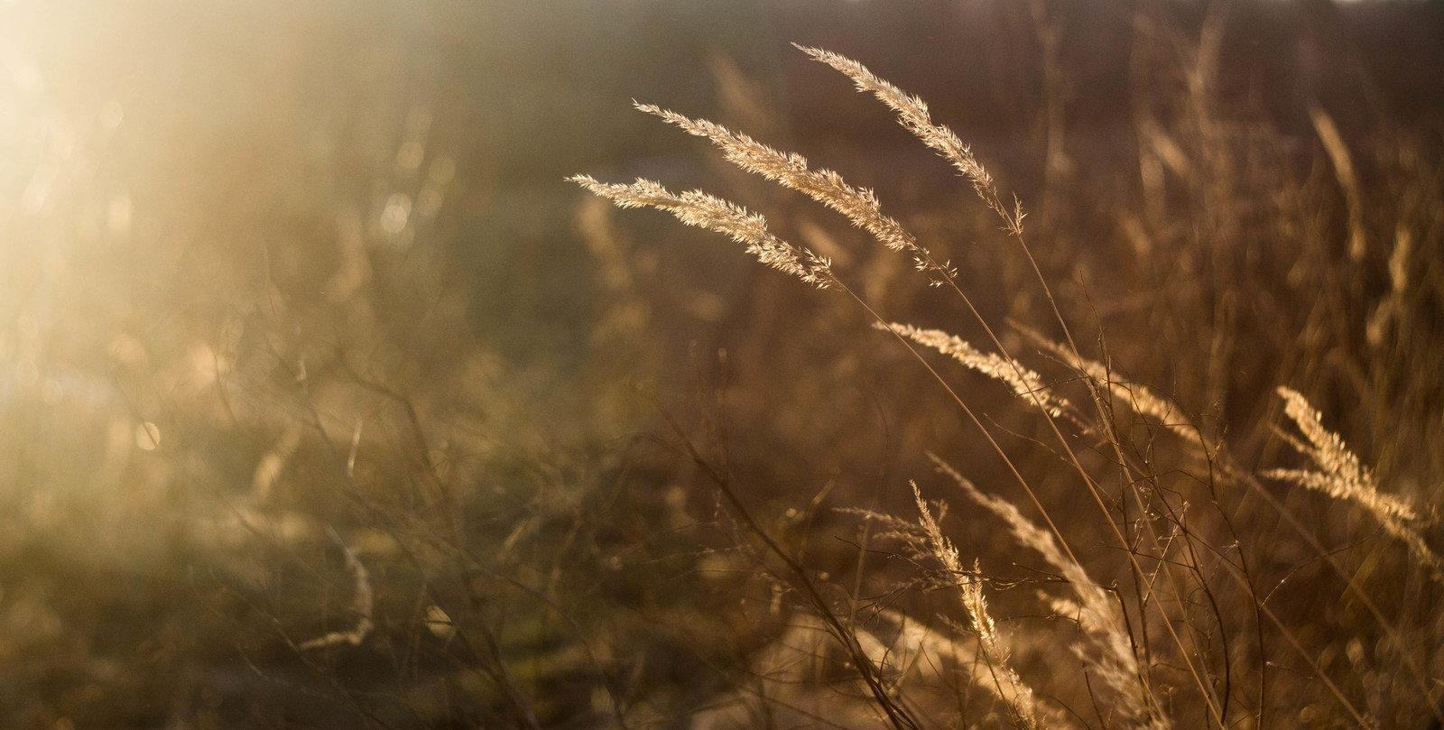 Spring - My, Spikelet, Spring, The photo