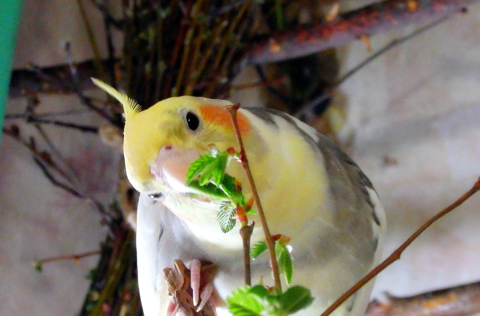 Breakfast parrots Boni and Yasha. It was delicious. - My, Birds, A parrot, Corella, , The diet, Longpost