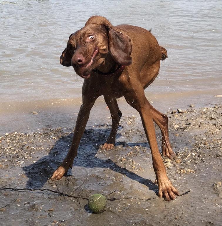 Your dog is broken - Dog, Ball, Swamp, Sea