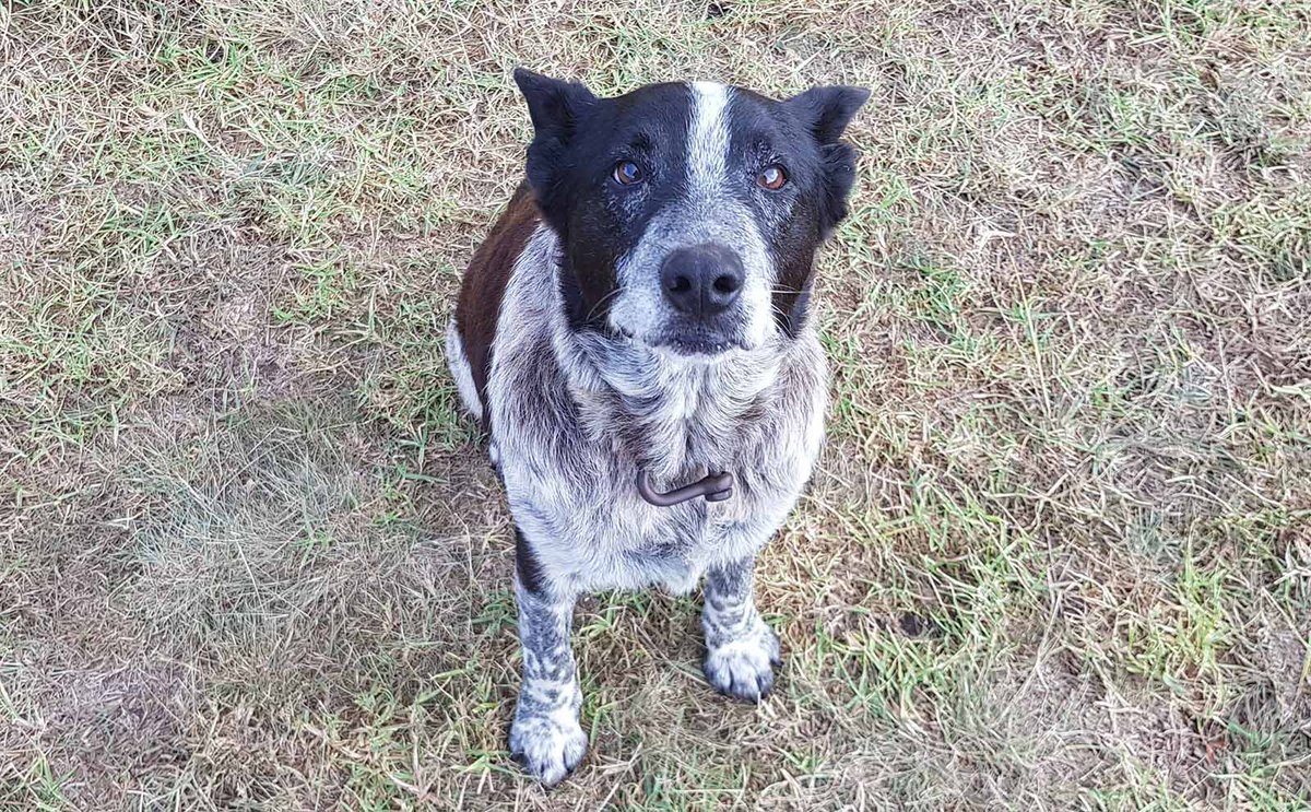 devoted friend - Dog, Devotion, All good