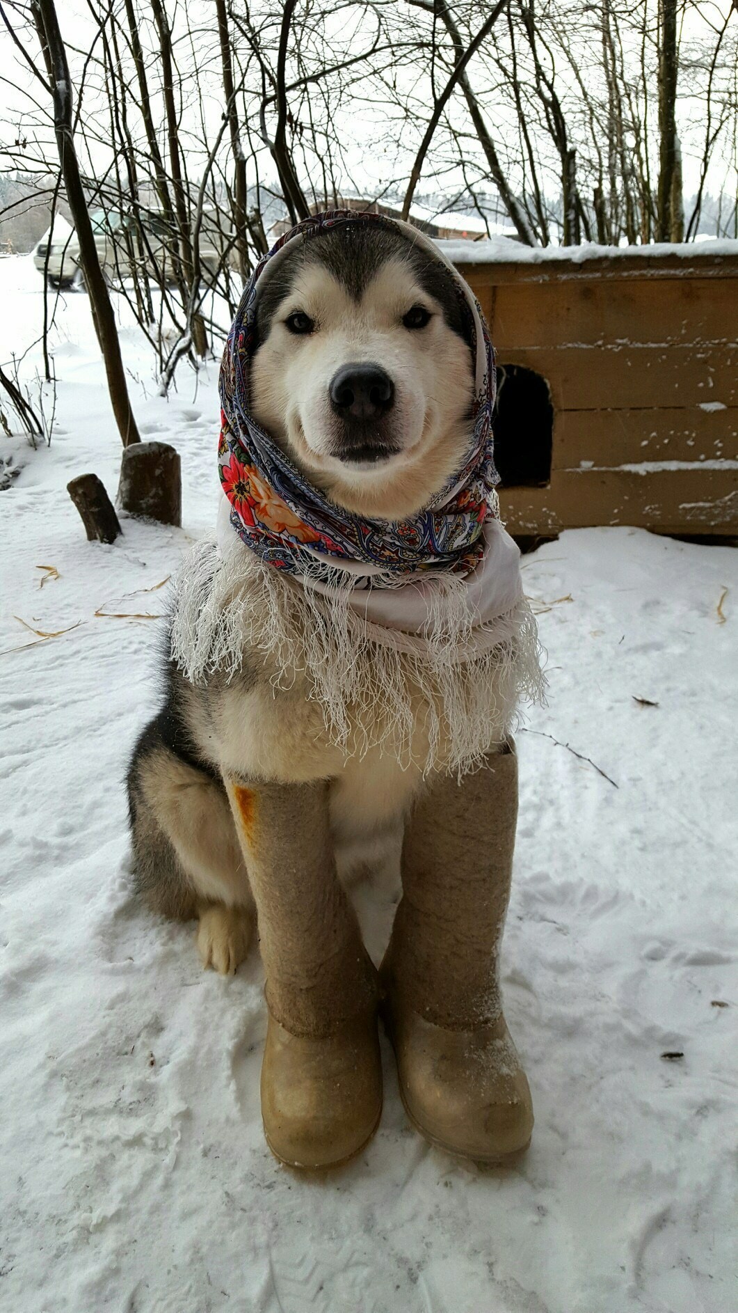 Let's get our winter clothes back...) - My, Alaskan Malamute, , Ethnopark Nomad, Cold, Dog