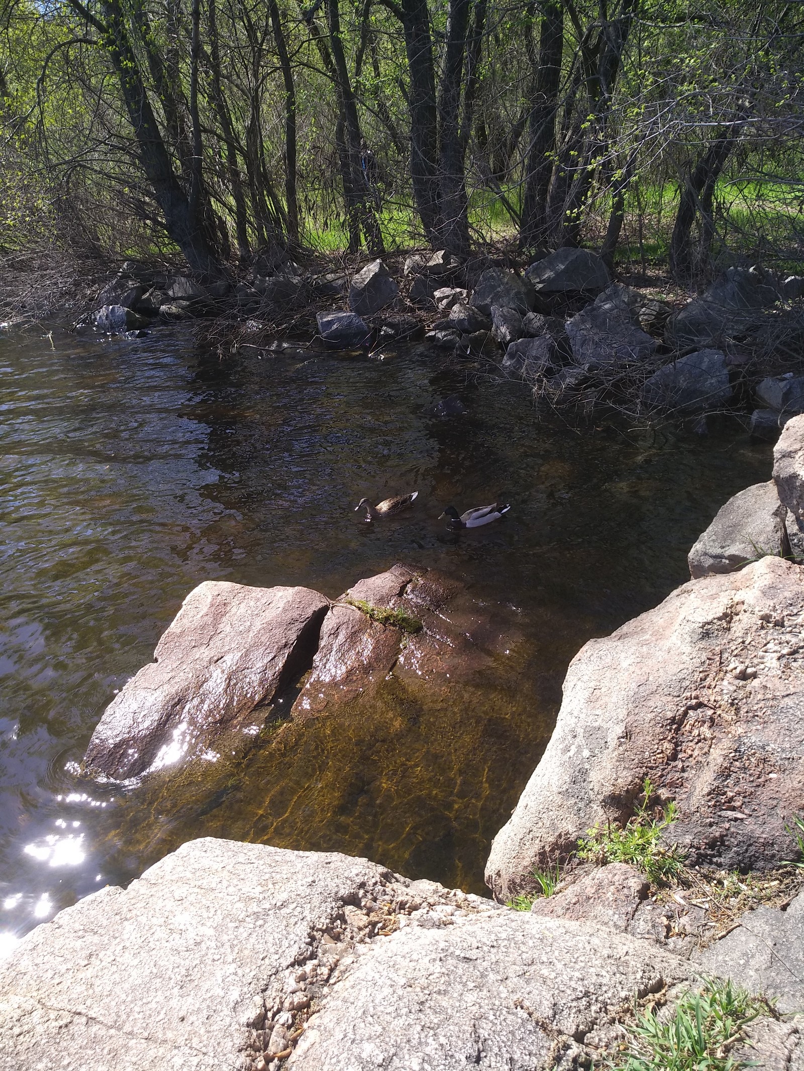 Just a photo from the shore of Khortytsya - My, River, Dnieper, Bridge, Wild ducks, Longpost