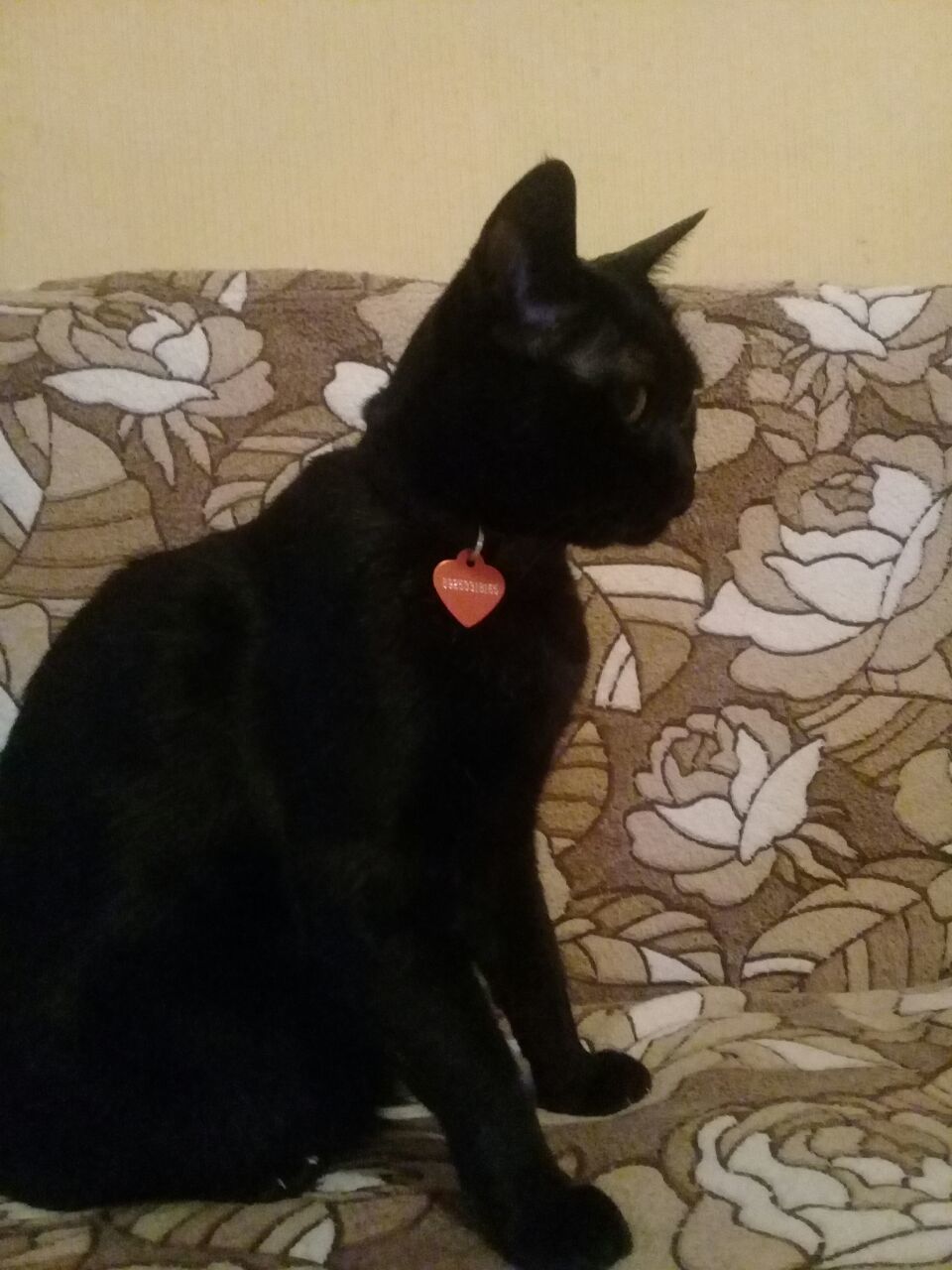 Пропал чёрный кот | Пикабу