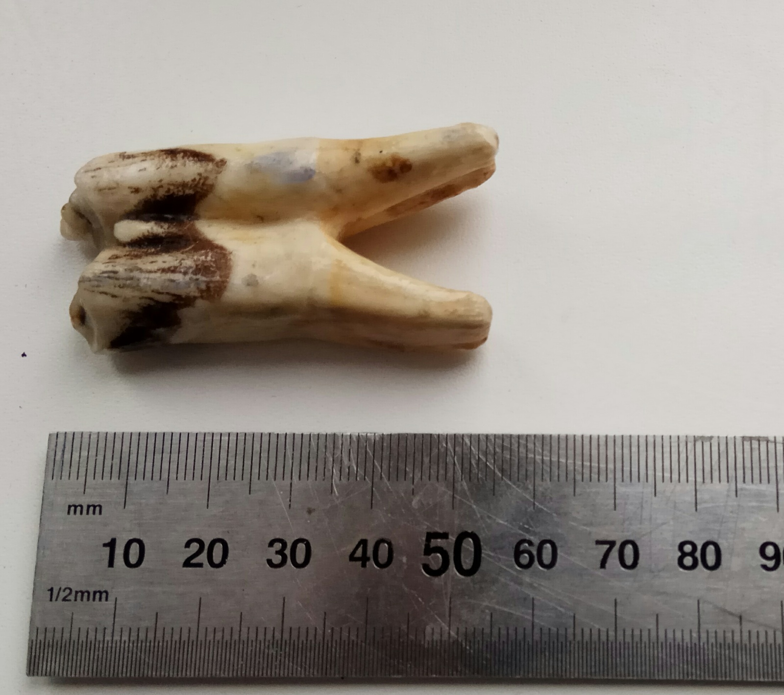 Help identify a tooth - My, No rating, Teeth, Help, Question, Cattle, Animals, Longpost