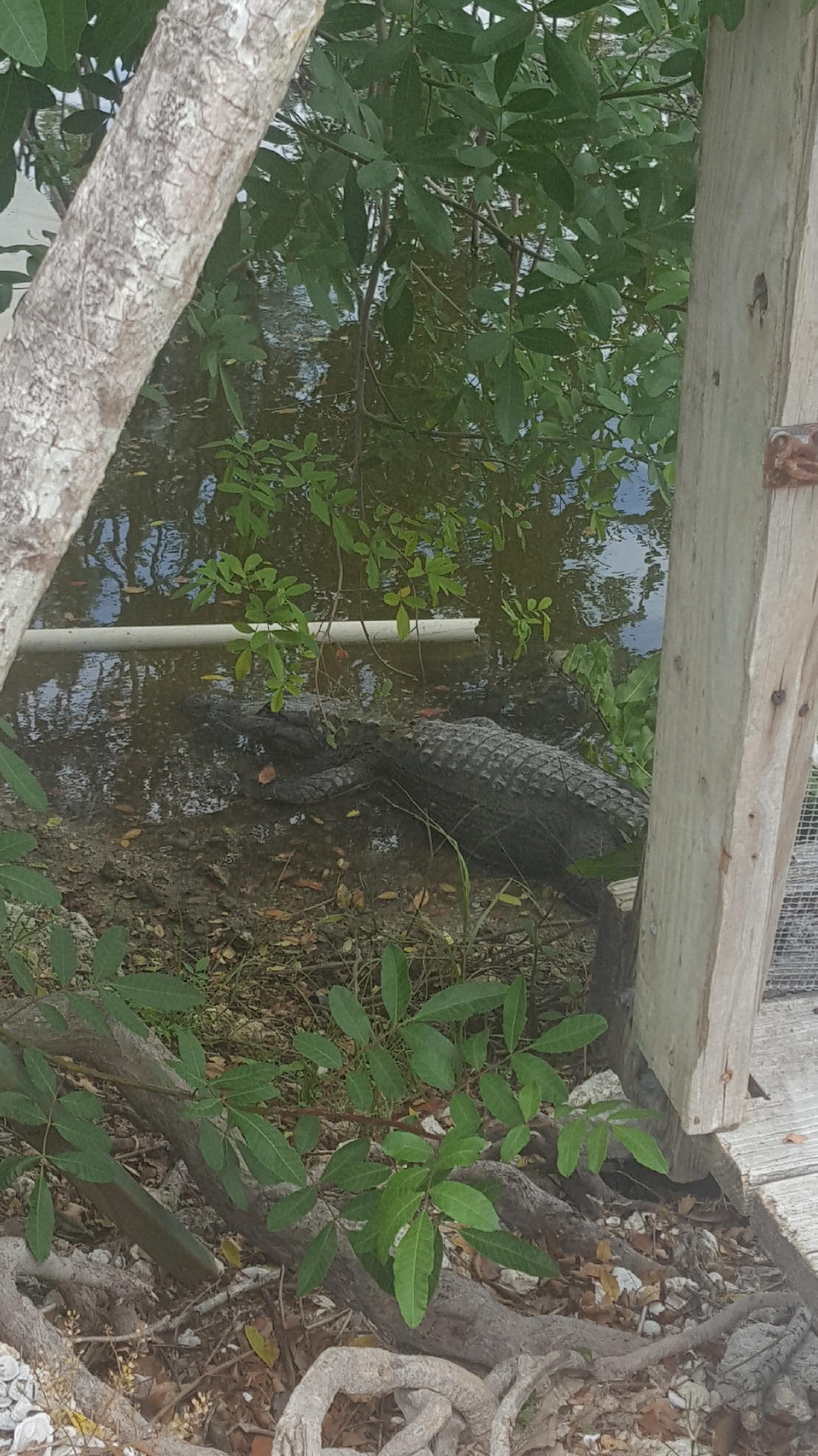 Psst, boy, do you want some bite? - My, Alligator, Florida, Longpost