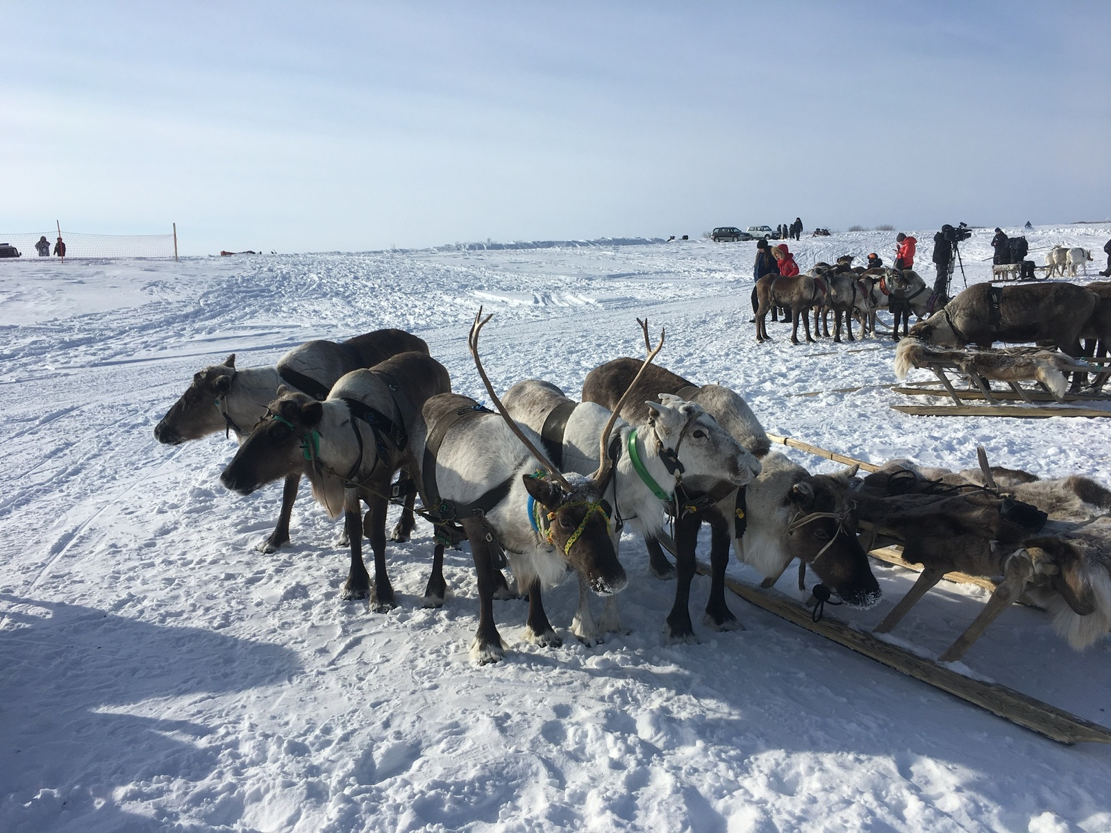 Day of the Reindeer Breeder (Salekhard) - Salekhard, Reindeer Herder's Day, The photo, Longpost