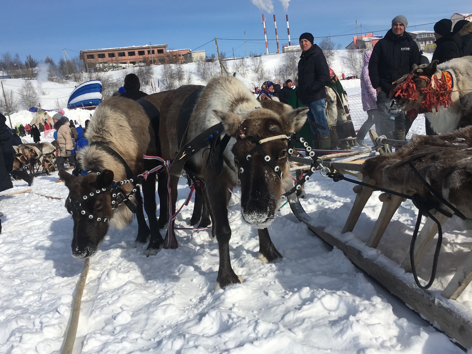 Day of the Reindeer Breeder (Salekhard) - Salekhard, Reindeer Herder's Day, The photo, Longpost