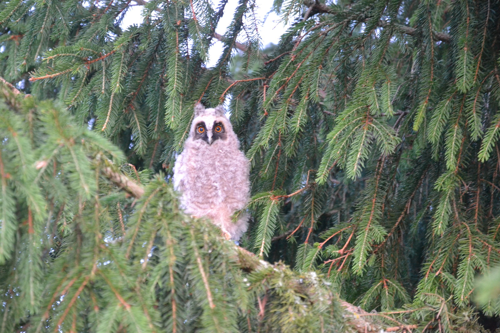 Features of suburban construction - My, Nature, Owl, Owlets, Building