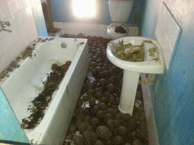 A two-story house with a strange smell was crammed full of 10,000 rare turtles - Turtle, The photo, Breeding, Longpost