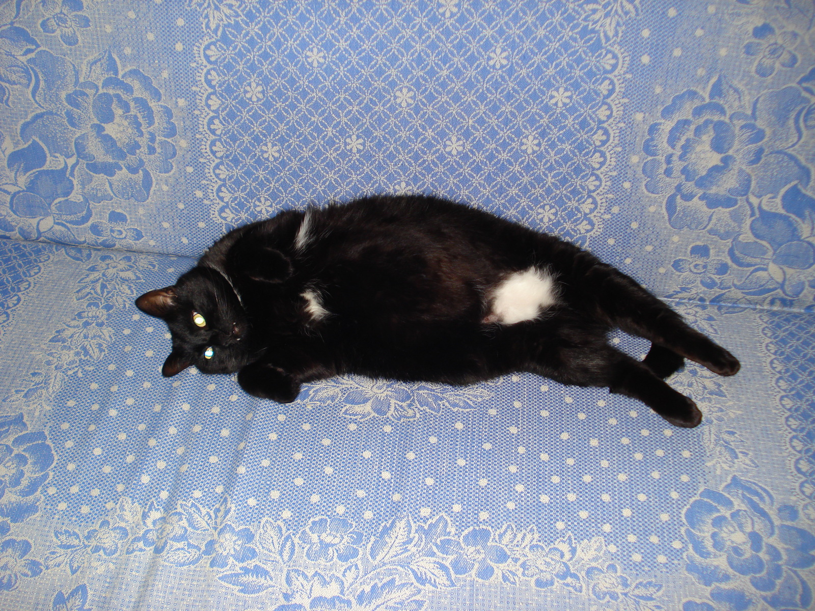 Vasya-->Syava-->Sovulka-->Vasily Sovych - My, cat, My cat's story, Pet, Longpost, Pets