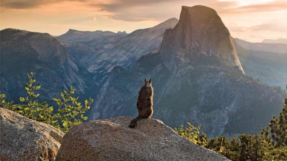 Yosemite: one of the most beautiful places in the USA - Yosemite National Park - beauty, Beautiful view, Sight, Waterfall, The park, On a note, Animals, The mountains, Video, Longpost