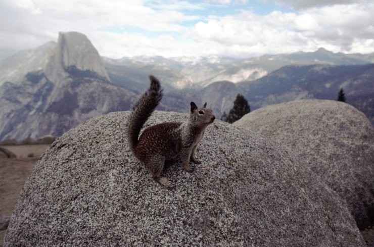 Yosemite: one of the most beautiful places in the USA - Yosemite National Park - beauty, Beautiful view, Sight, Waterfall, The park, On a note, Animals, The mountains, Video, Longpost