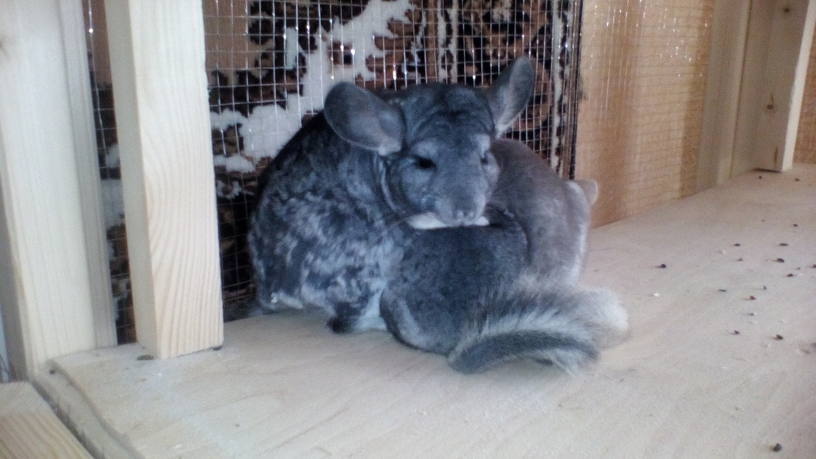 chinchilla cuteness post - My, Chinchilla, Pet, Milota, Longpost, Pets