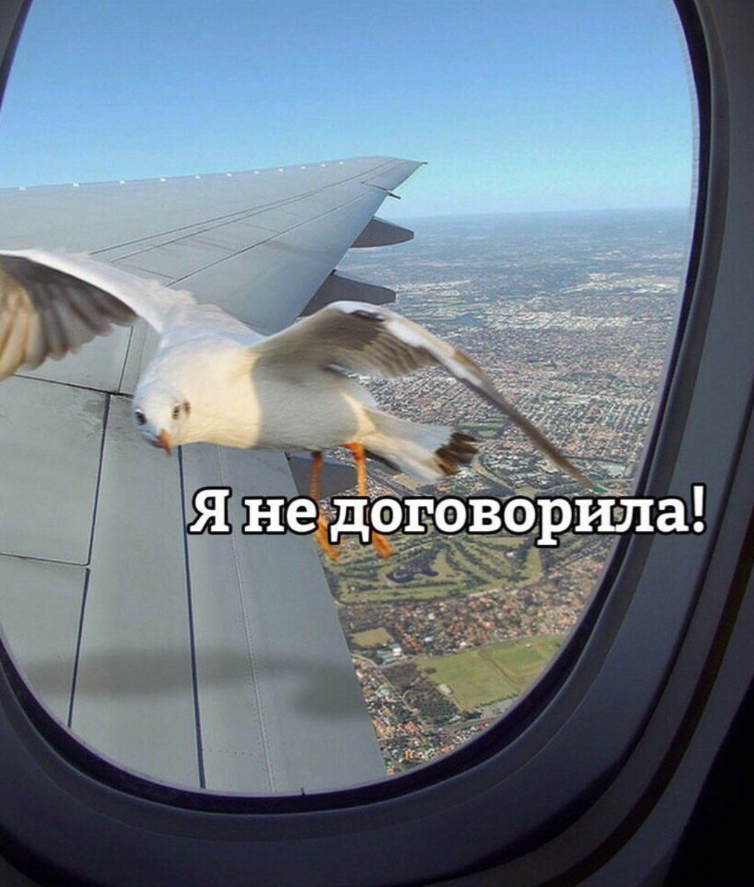 When your wife disagrees with you. - Relationship, Female, Seagulls, Airplane, Porthole, Wings, Women