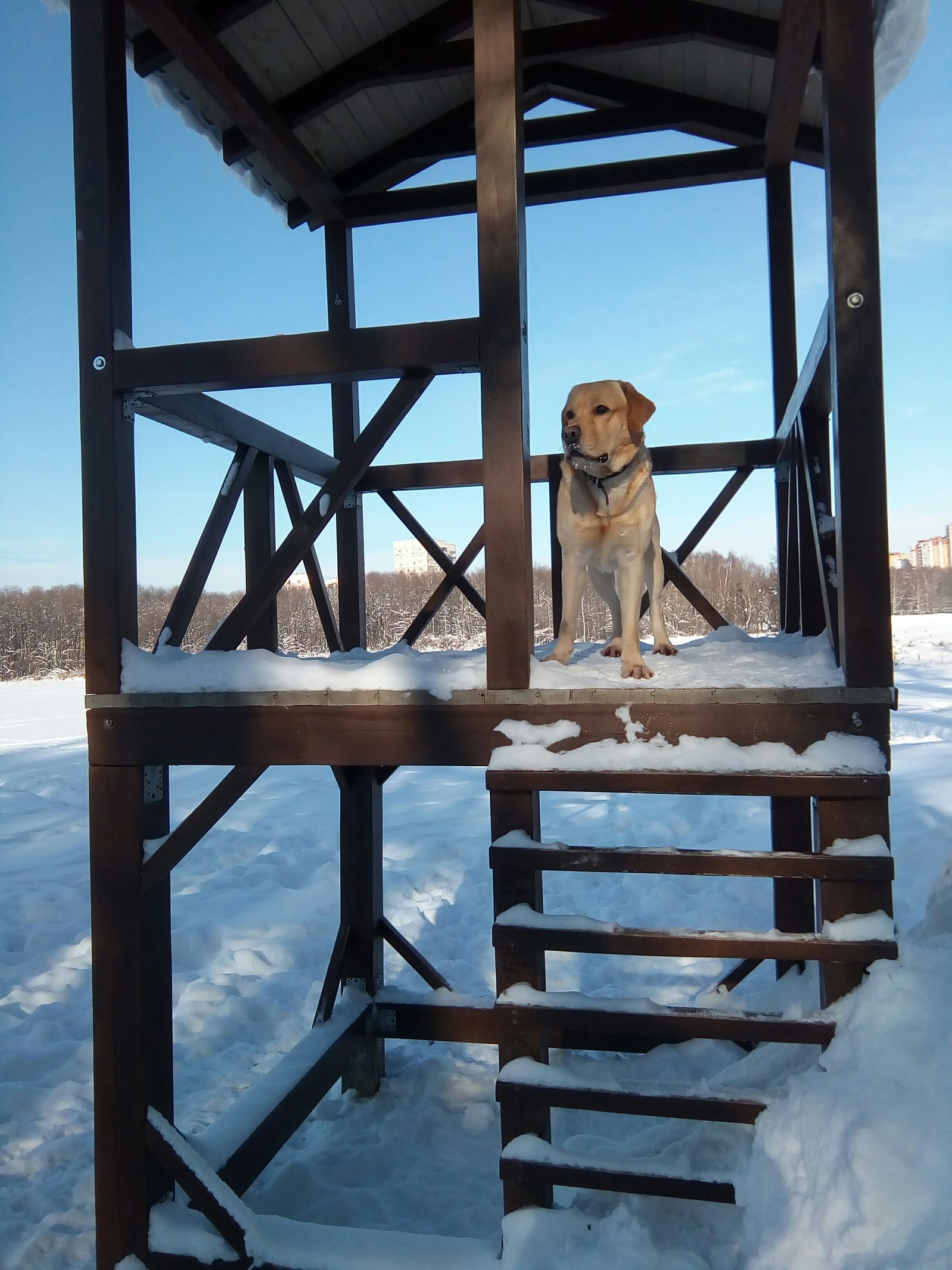 Labrador - My, Labrador, Dog, Longpost, The photo