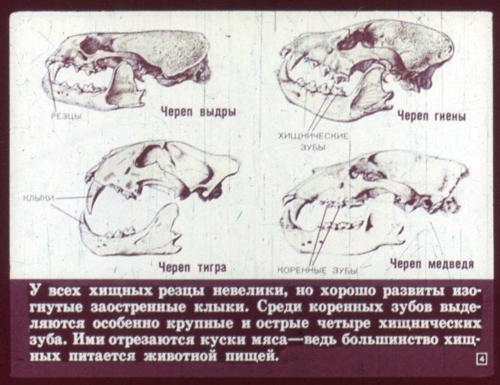 Отряд хищные. Диафильм по зоологии для 7 класса - Биология, Зоология, Животные, Лиса, Волк, Длиннопост