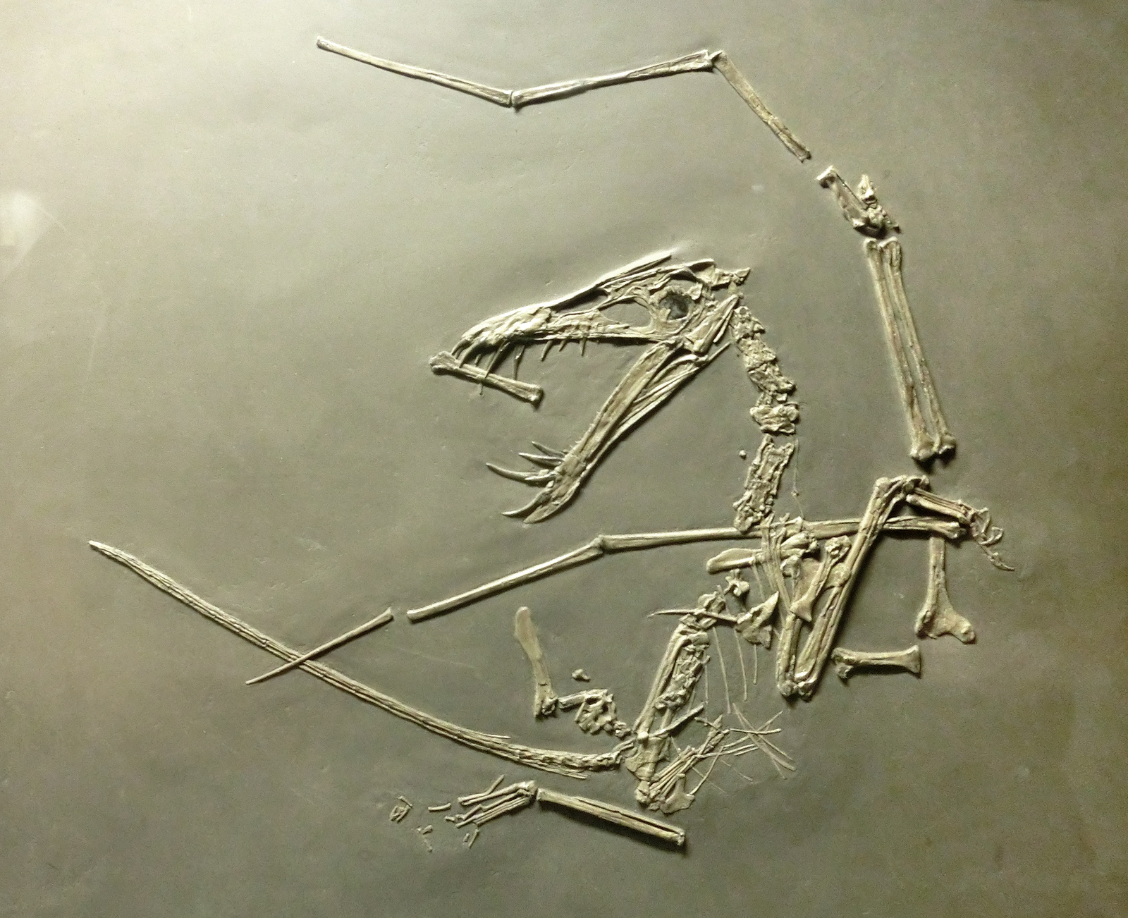 When you don't go to the dentist. - Pterosaurs, Paleontology, Skeleton, Scull, Teeth, Art