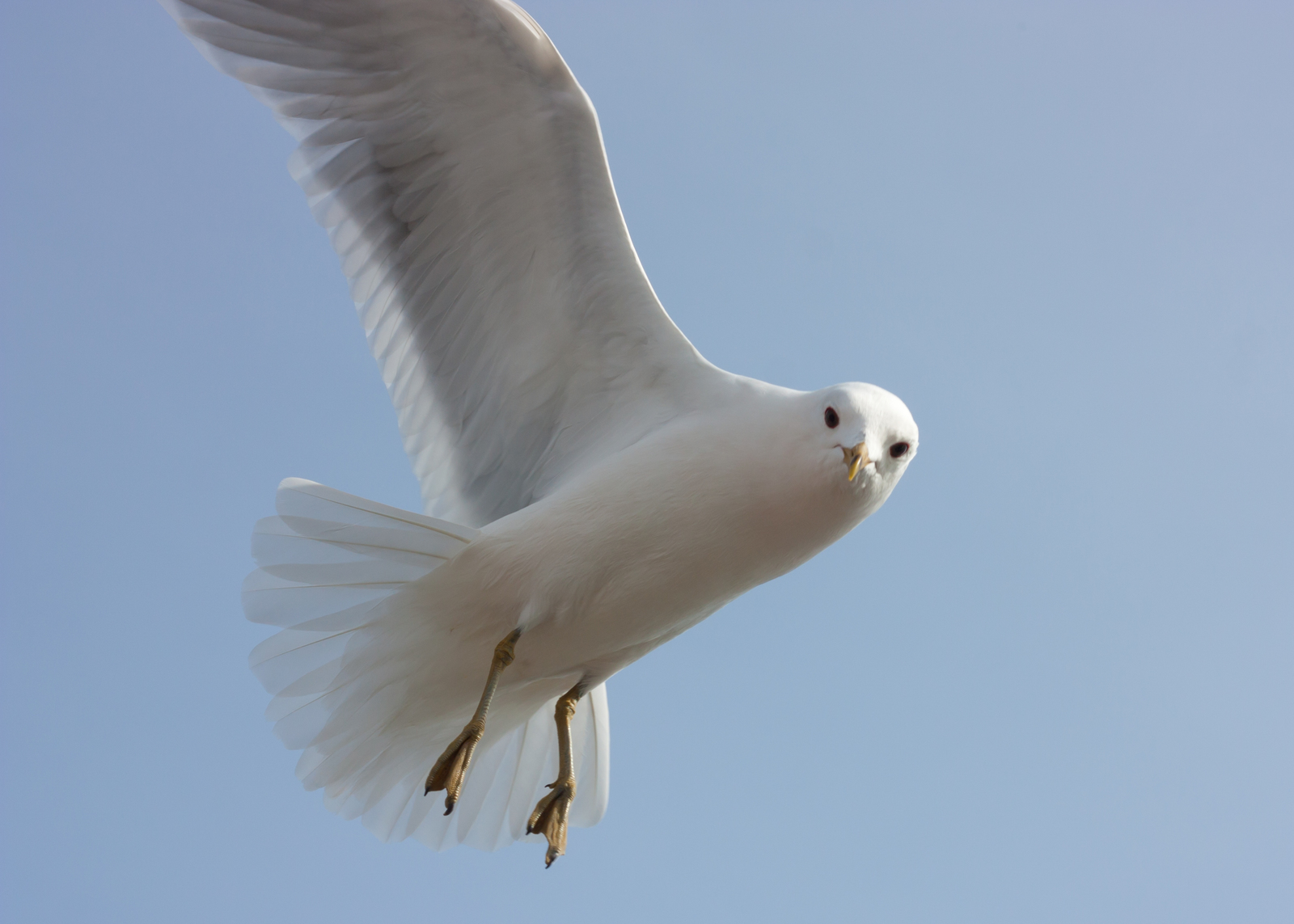 Seagulls of Helsinki - My, Beginning photographer, Seagulls, Birds, Longpost