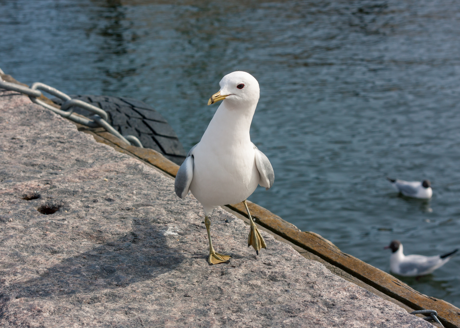 Seagulls of Helsinki - My, Beginning photographer, Seagulls, Birds, Longpost