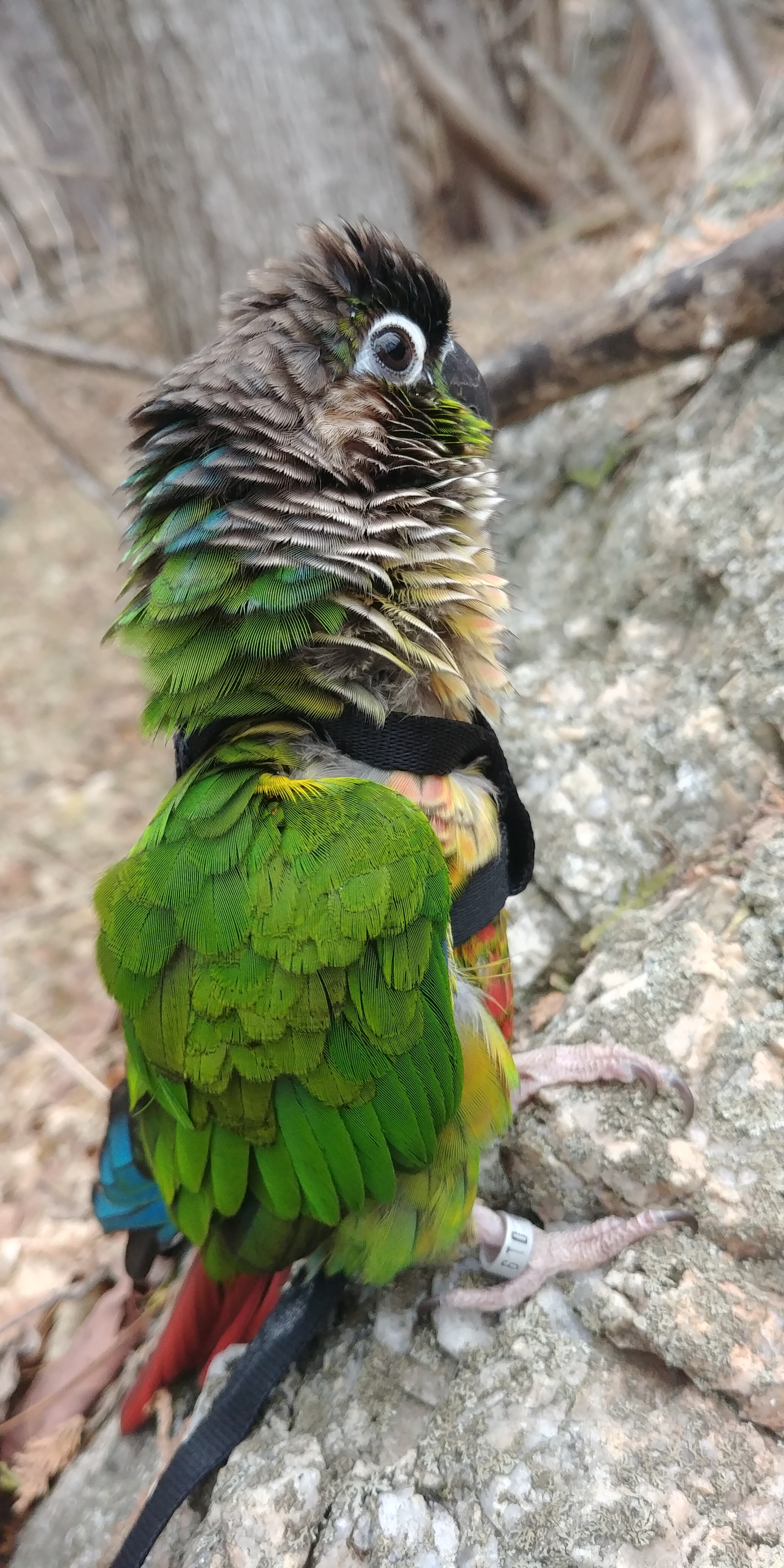 The first spring walk of the parrot! - My, A parrot, Leash, Forest, Pyrrura, Longpost