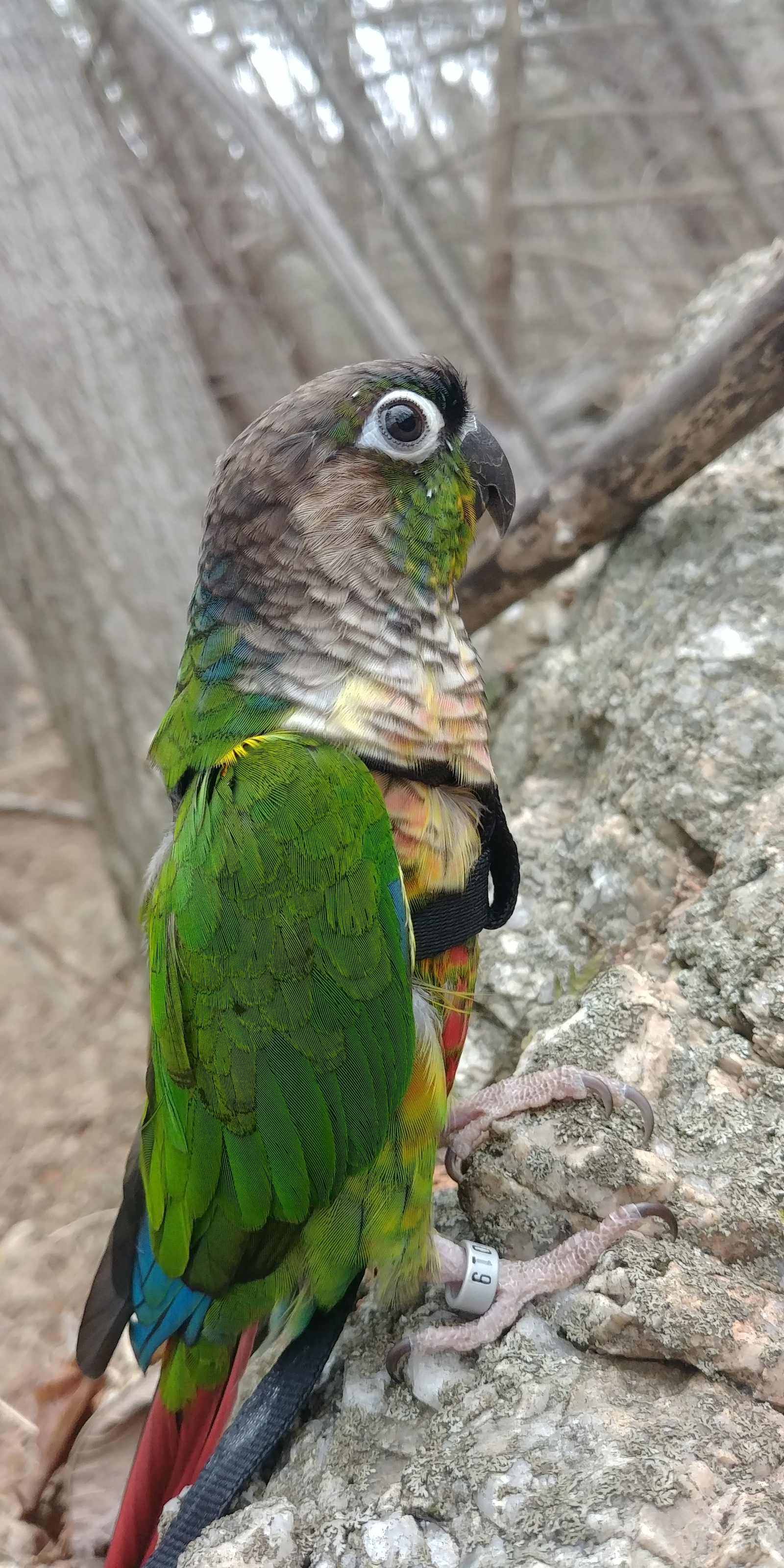 The first spring walk of the parrot! - My, A parrot, Leash, Forest, Pyrrura, Longpost