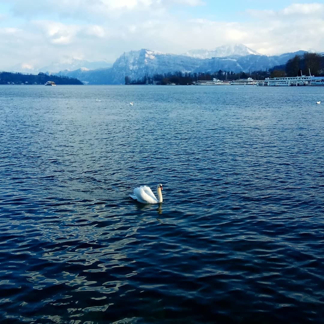 Nature. - My, Switzerland, Lucerne