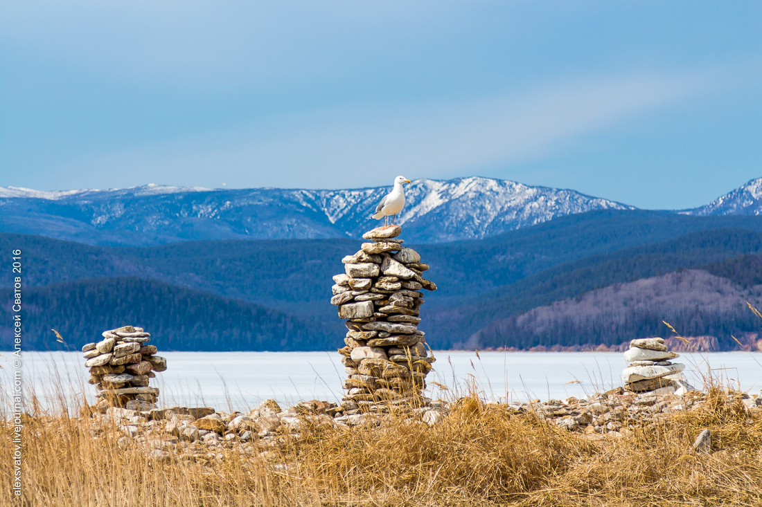 cormorant share - My, Birds, Cormorants, Buryatia, Longpost