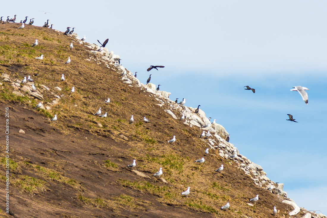 cormorant share - My, Birds, Cormorants, Buryatia, Longpost